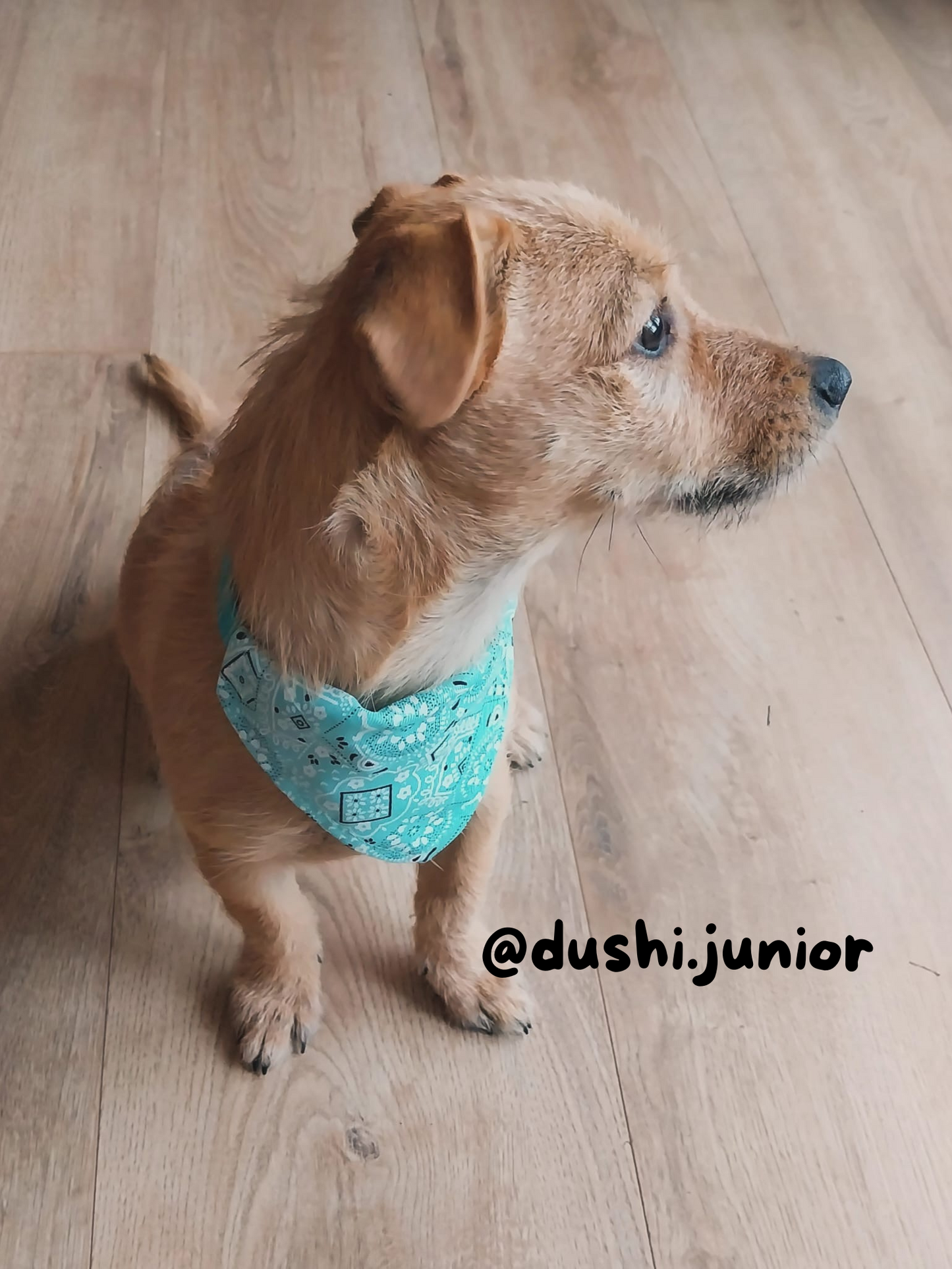 Halsband met vrolijke bandana